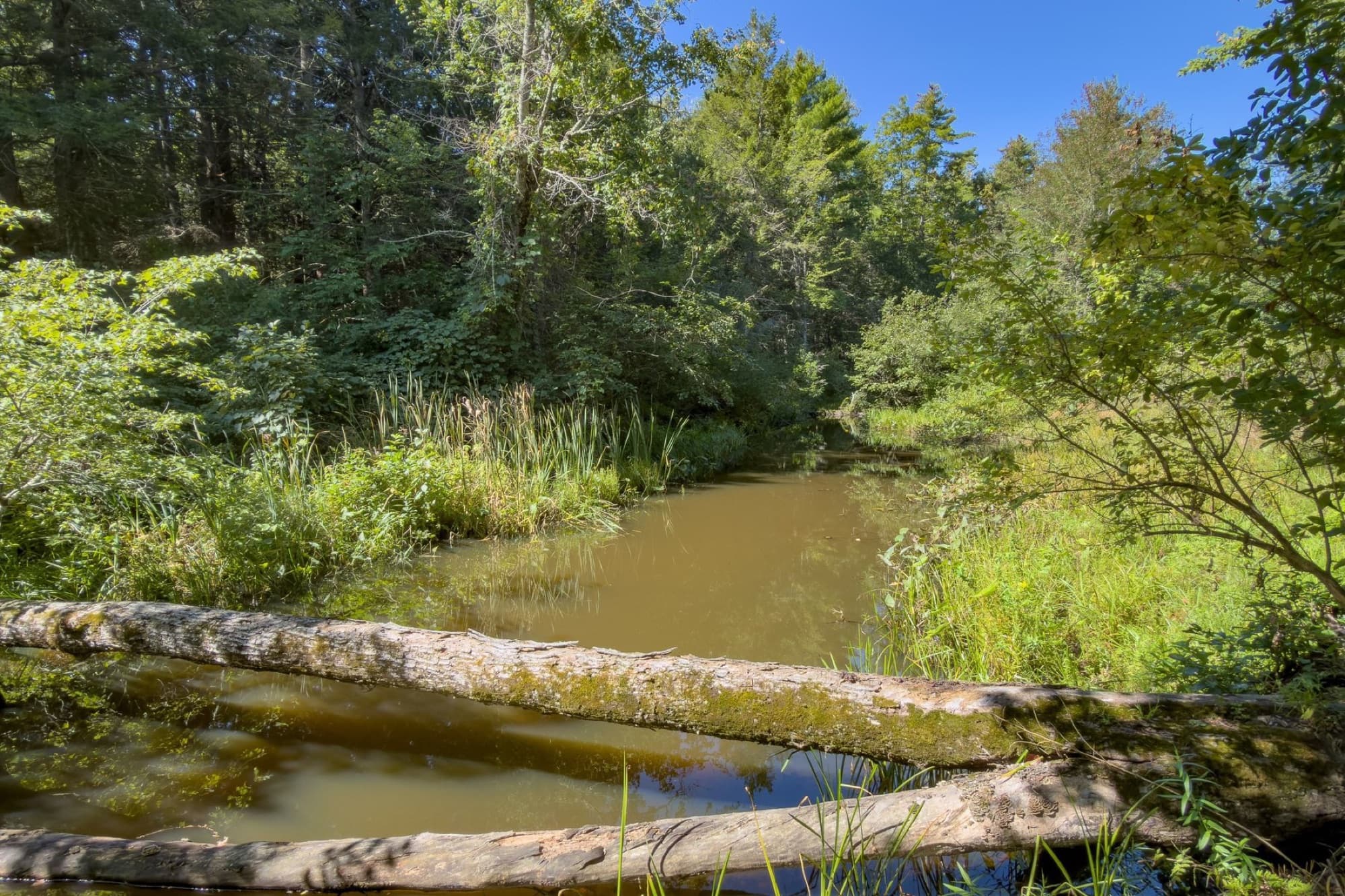The riverbank with a fallen log across the water and tall grass